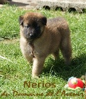 Nerios