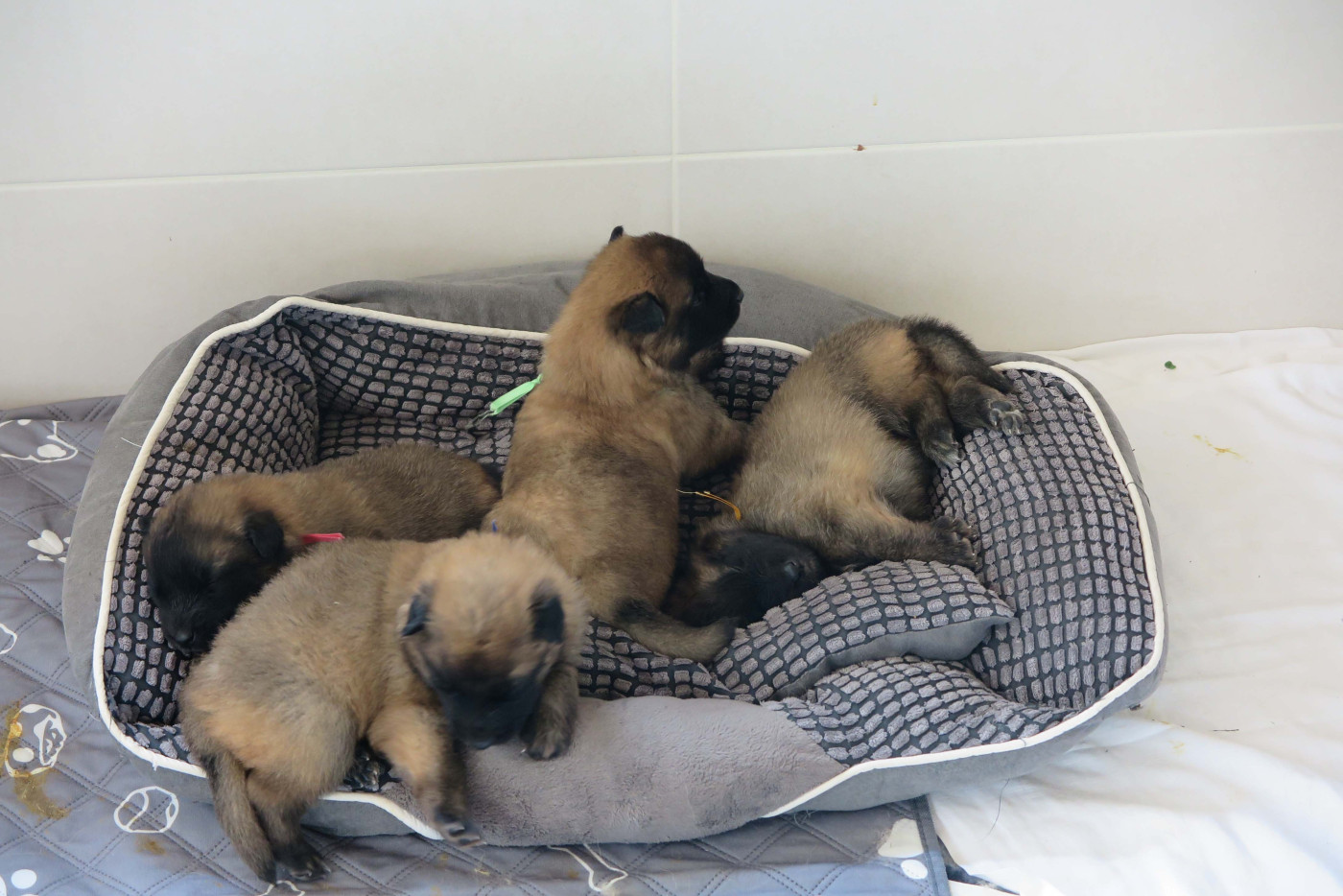 Chiots 2025 - Sem. 4