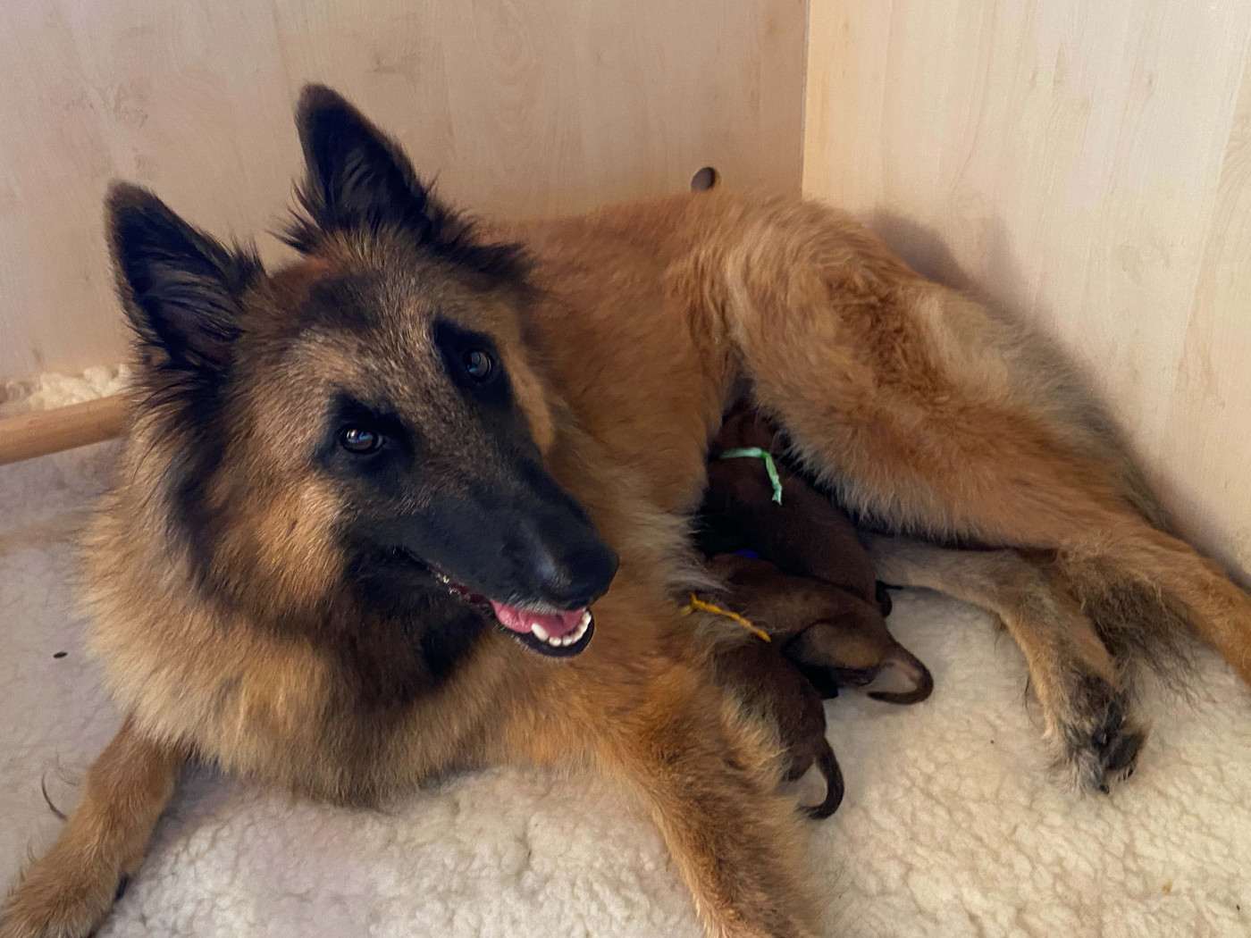 Chiots 2025 - Sem. 1