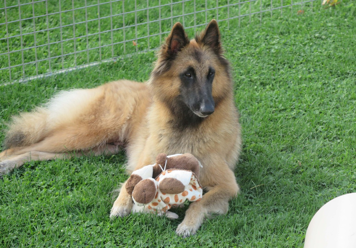 Chiots 2025 - Sem. 5