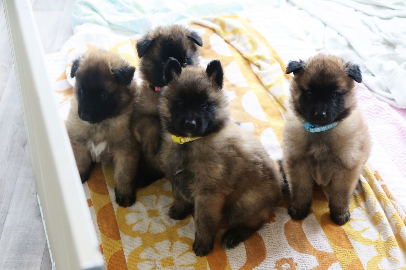 Chiots 2025 - Sem. 6