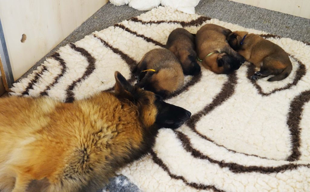 Chiots 2025 - Sem. 3