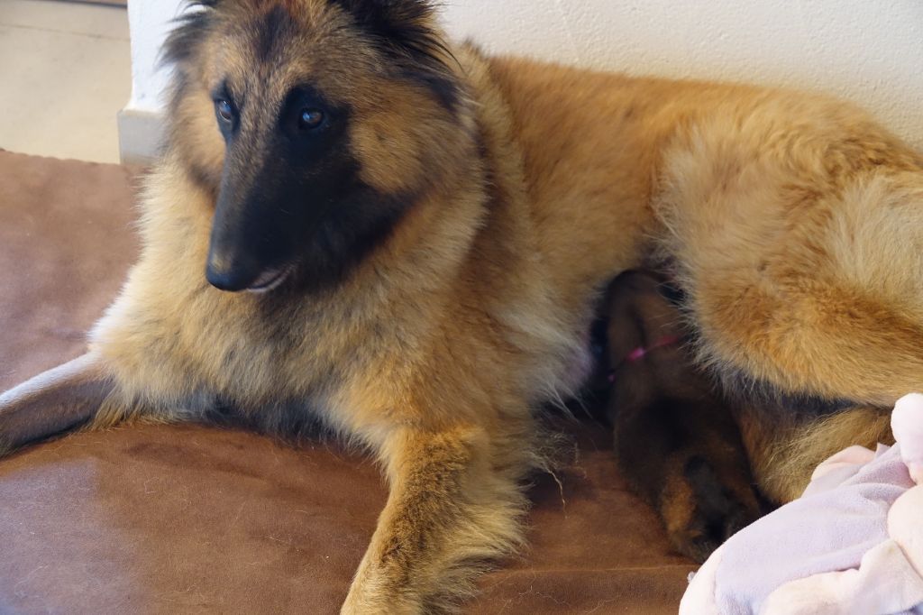 Chiots 2025 - Sem. 2