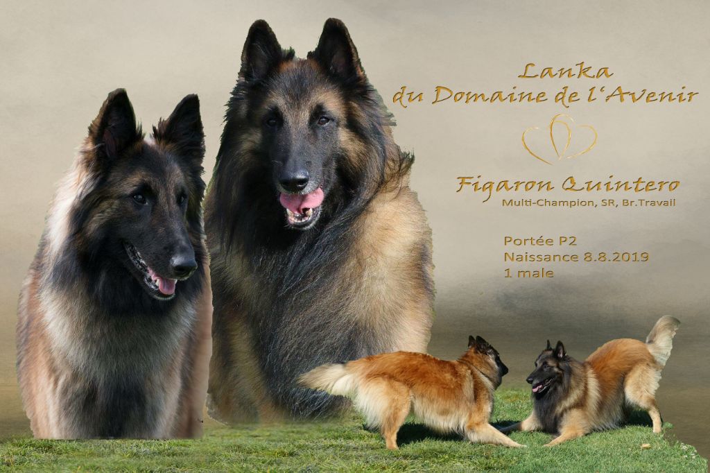Du Domaine De L'avenir - Berger Belge - Portée née le 08/08/2019