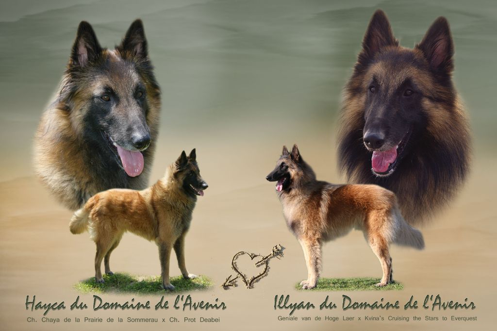 Du Domaine De L'avenir - Berger Belge - Portée née le 05/03/2016