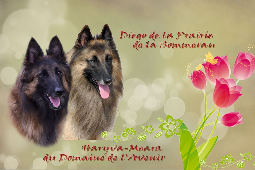 Du Domaine De L'avenir - Berger Belge - Portée née le 05/05/2015