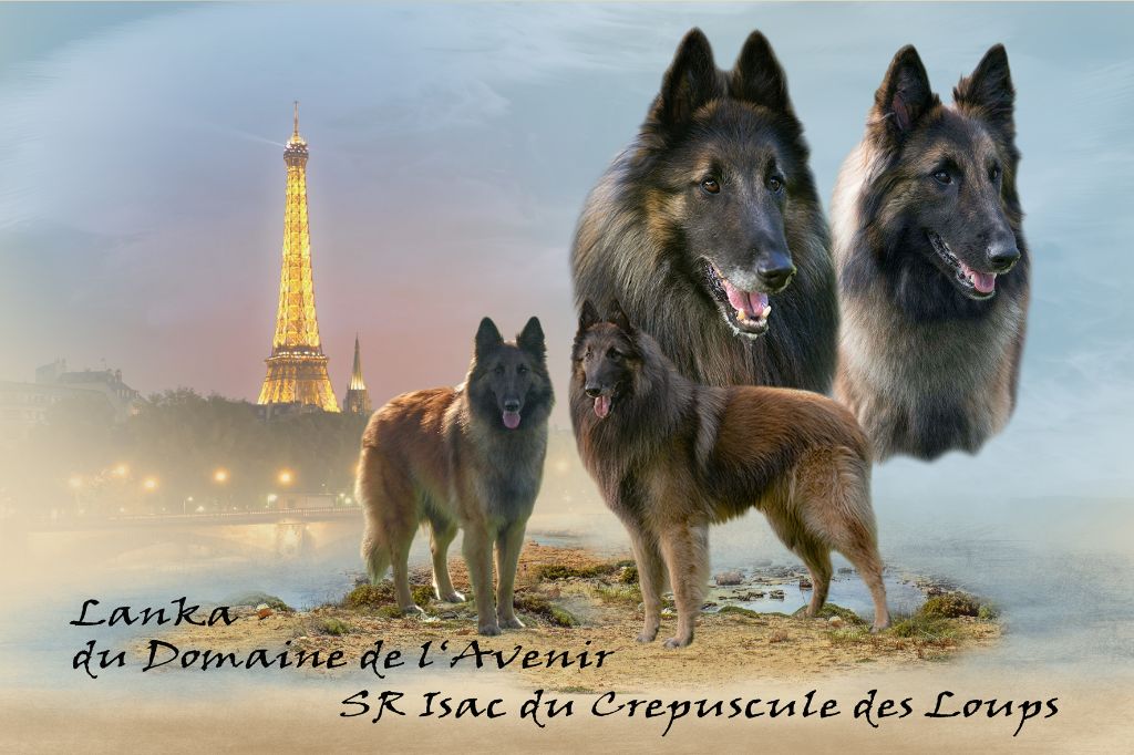 Chiot Berger Belge Du Domaine De L'avenir