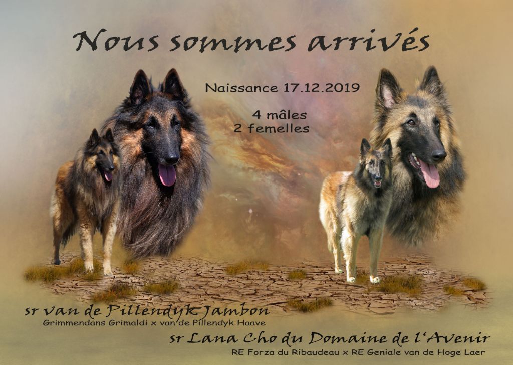 Du Domaine De L'avenir - Berger Belge - Portée née le 17/12/2019