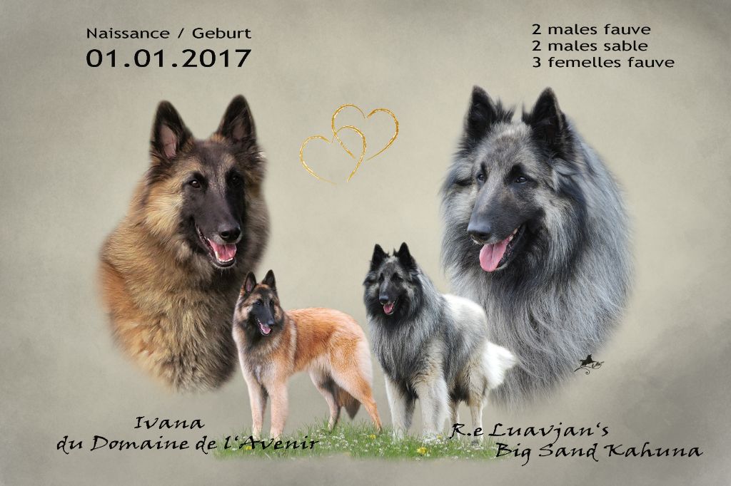 Du Domaine De L'avenir - Berger Belge - Portée née le 01/01/2017