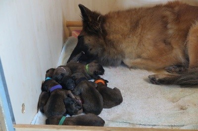 CHIOT