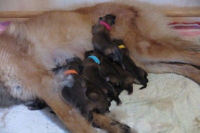 CHIOT