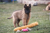 CHIOT