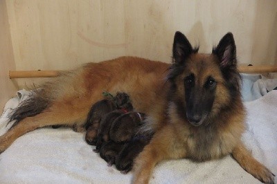 CHIOT