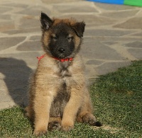 CHIOT