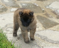 CHIOT