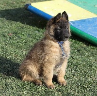 CHIOT