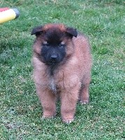 CHIOT