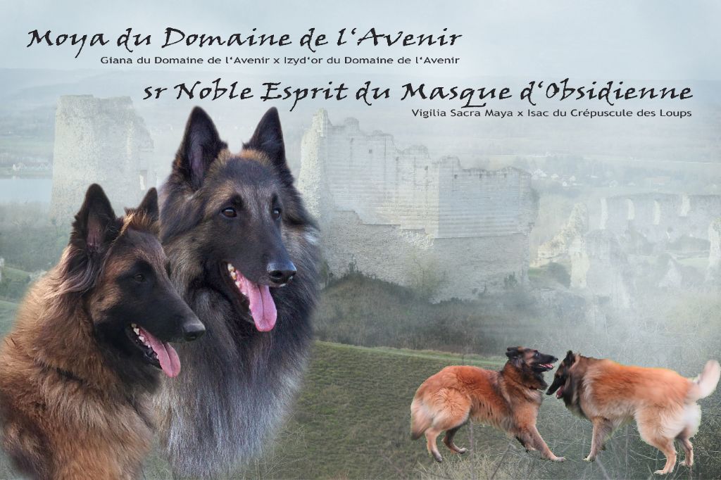 Du Domaine De L'avenir - Berger Belge - Portée née le 20/04/2020