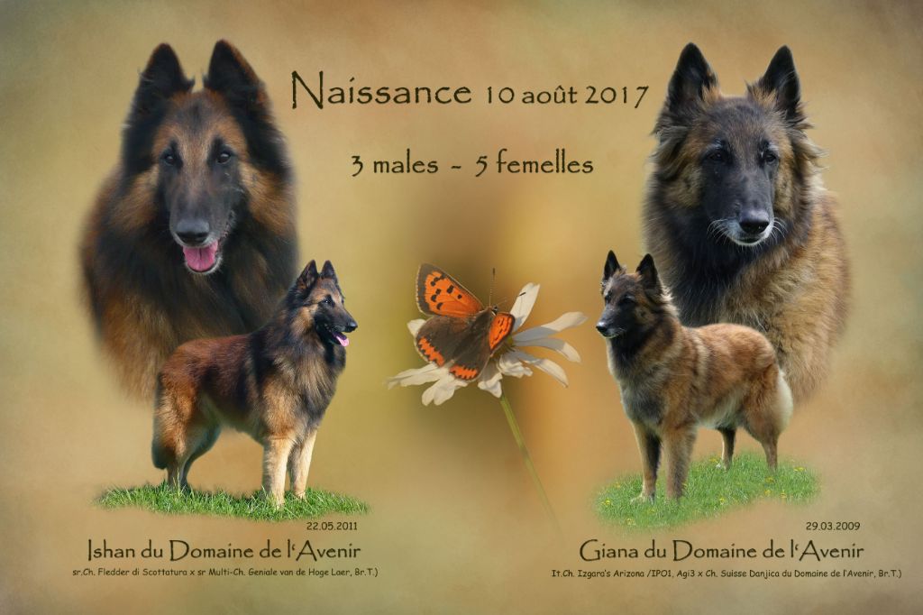 Du Domaine De L'avenir - Berger Belge - Portée née le 10/08/2017